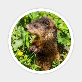 Groundhog Pop-up, Cute Hungry Animal Photograph Magnet